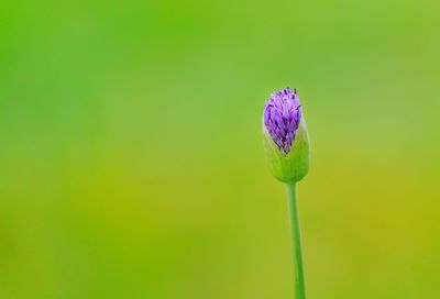 Close-up of purple flowering plant