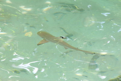 Fish swimming in water