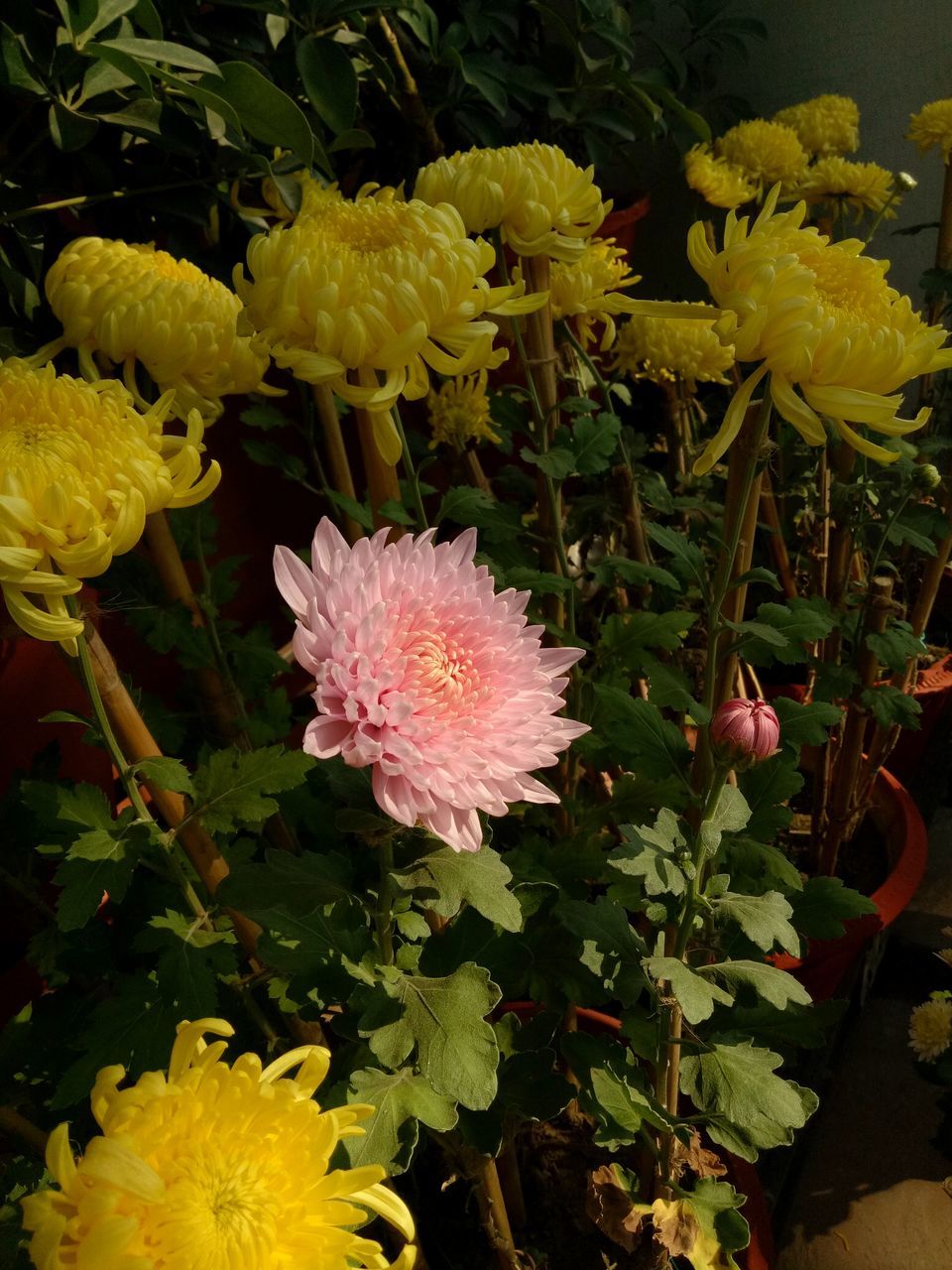 flower, plant, flowering plant, beauty in nature, nature, freshness, chrysanths, growth, yellow, no people, fragility, flower head, close-up, inflorescence, petal, plant part, floristry, outdoors, leaf, shrub, pink