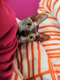 Close-up portrait of cat on blanket