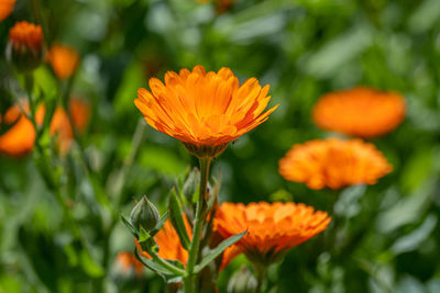 Close-up of orange flowering plants