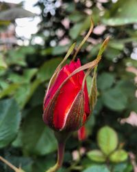 Close-up of red rose