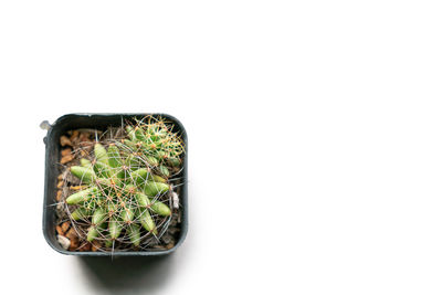 High angle view of potted plant against white background