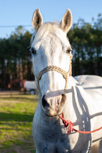 Close-up of horse standing on field