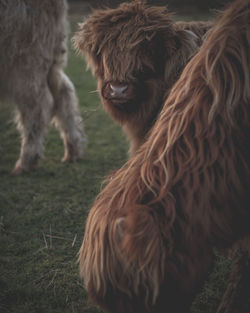 Horse in a field