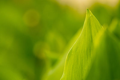 Close-up of green leaves