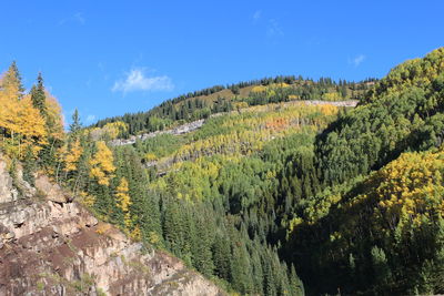 Panoramic view of trees in forest against sky