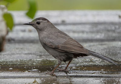 Close-up of bird perching on wood