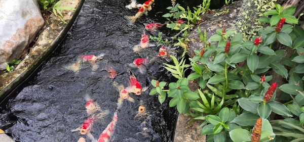 High angle view of koi carps in water