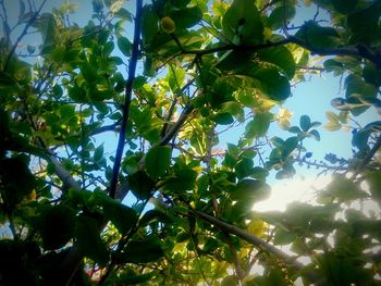 Low angle view of tree against sky