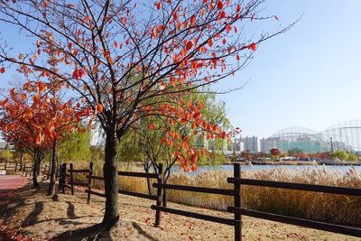 Trees in city against clear sky