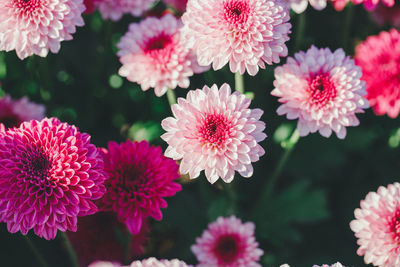 Close-up of pink flowering plants