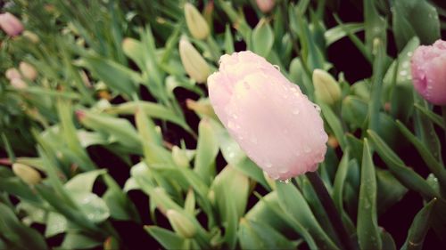 Close-up of wet flower blooming outdoors