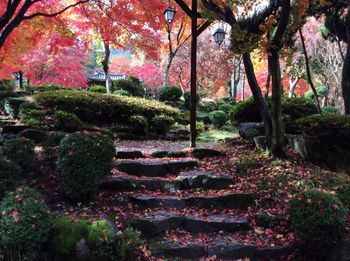 Plants and trees in park