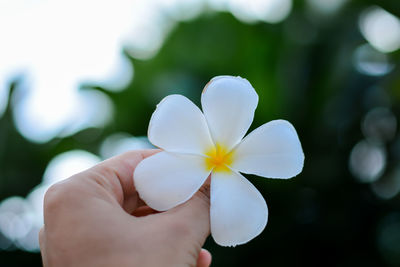 Close-up of hand holding white flowering plant