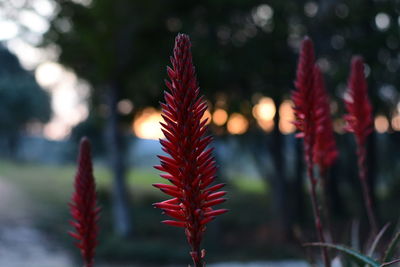 Close-up of plants against blurred background