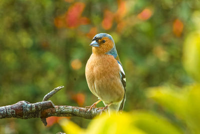 Close-up of bird perching on branch