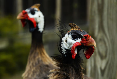 Close-up of a bird