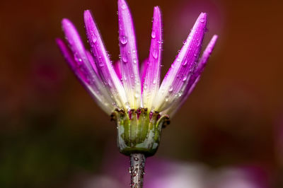 Close-up of purple flowering plant