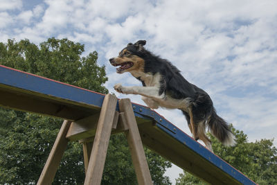 Low angle view of dog against trees against sky