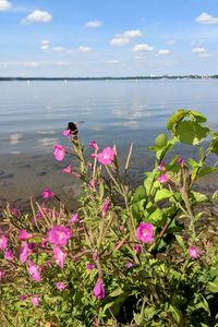 Pink flowering plants against sky