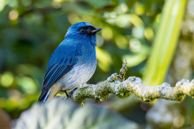 Close-up of bird perching on branch