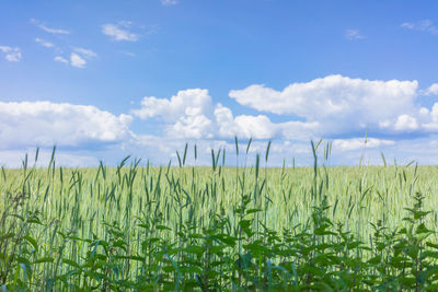 Crops growing on field against sky