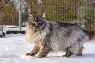 View of a cat on snow covered landscape