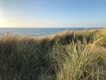 Scenic view of sea against clear sky