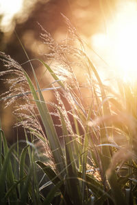 Close-up of wheat growing on field