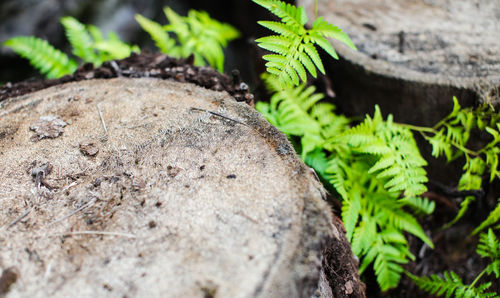 Close-up of plant growing on rock