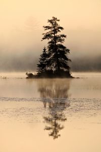 Tree by lake against sky during sunset