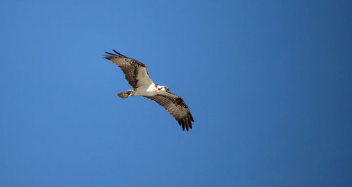 Osprey spreads its wings to fly across a blue sky.