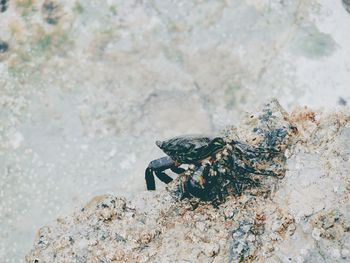 High angle view of crab on rock