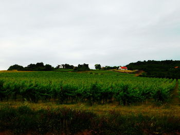 Scenic view of grassy field against sky