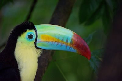 Portrait of a toucan - porträt eines regenbogentukans