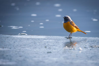 Bird perching on a sea