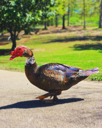 Close-up of a bird on field