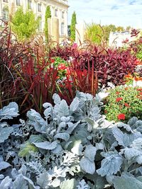 Close-up of red flowering plants in yard