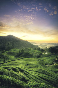 Tea crops growing on field against sky during sunset
