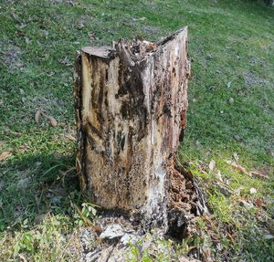 High angle view of tree stump on field