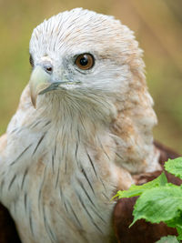 Close-up portrait of owl