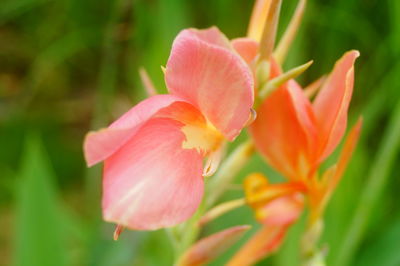 Close-up of pink flower