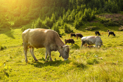 Sheep grazing on field