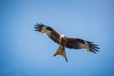 Low angle view of red kite flying in blue sky