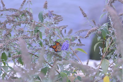 Close-up of plant against blurred background