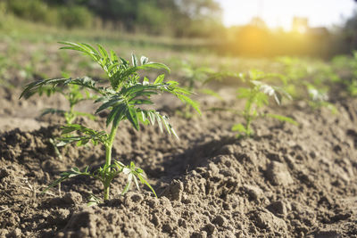 Close-up of plant growing on field