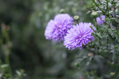 Close-up of purple flowers blooming outdoors