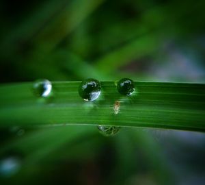 Close-up of water drop on leaf