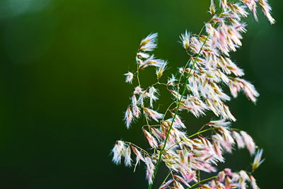 Pink grass flowers against a green background.